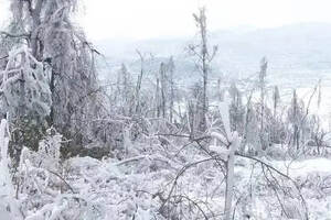 朱衛東：雪似梅花，梅花似雪