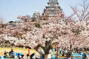 清酒：每個酒鬼都不應錯過的日本國酒