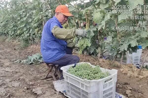 每年為全國果農增收8億元 張裕釀酒葡萄種植基地獲央視關注