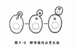 釀酒酵母屬于