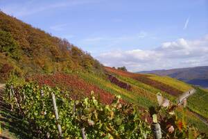 薩克拉河岸RibeiraSacra