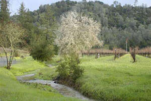 巴羅酒莊BarlowVineyards