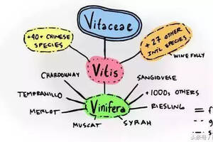釀酒葡萄來源于同一祖先？是真的！