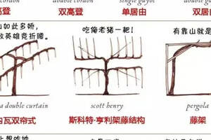 葡萄樹這風騷的造型，看完我默默地笑了