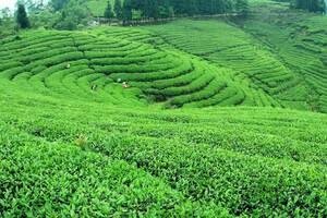 怎樣泡一壺好茶川茶傳播中國茶藝邀你現場制茶