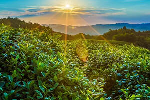 醇粹即溶糯米香普洱茶珍上線小米有品，帝泊洱敬年輕人的好茶