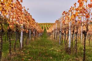 普伊-樓榭Pouilly-Loche