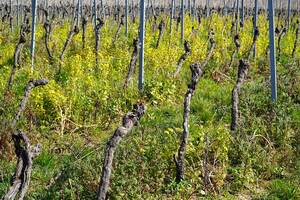 圣雅克園Gevrey-ChambertinClosSaint-Jacques