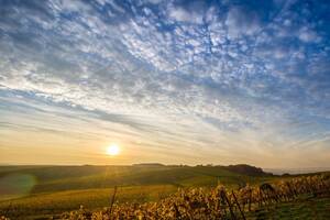 方特尼Gevrey-ChambertinFonteny