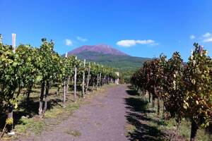 吉恭達斯Gigondas（吉恭達斯愛瑪度干紅葡萄酒）