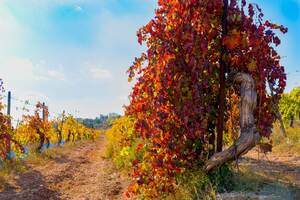 香鵬Gevrey-ChambertinChamponnet