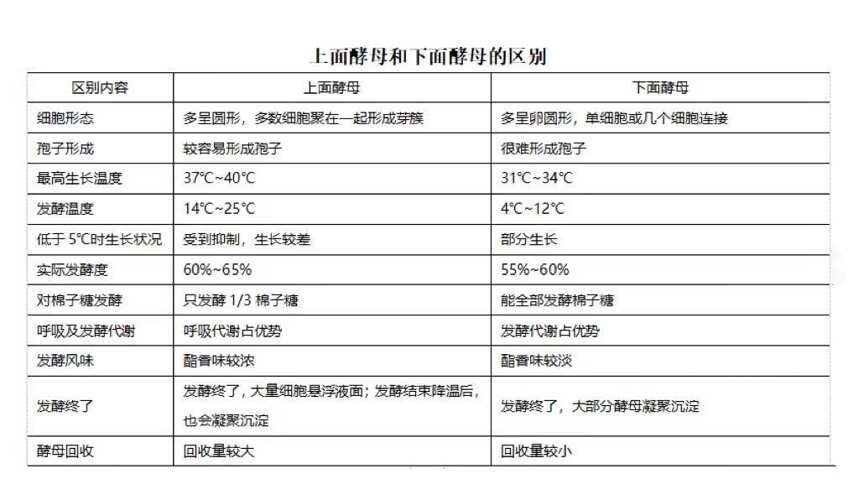 上面酵母和下面酵母有何區別？簡單易懂，非常實用