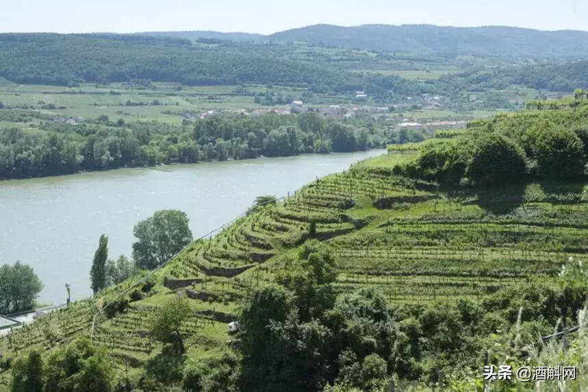 你離奧地利葡萄酒行家只差這篇指南