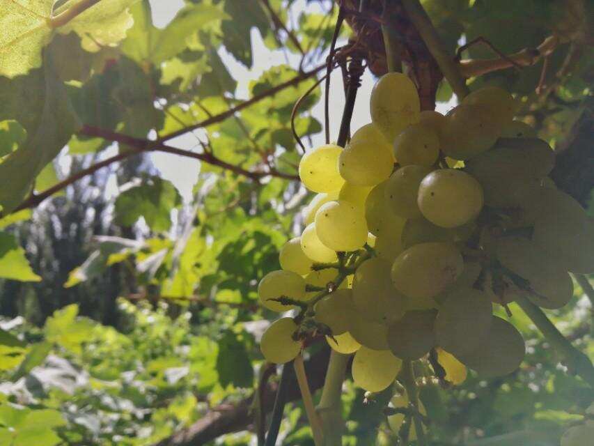 八路新疆行的豆腐帳（打卡火焰山坎兒井葡萄溝）