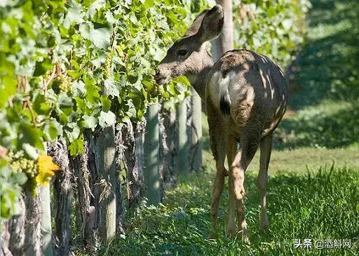 野象狂飲30公斤醉倒？那些動物飲酒的奇葩事件…