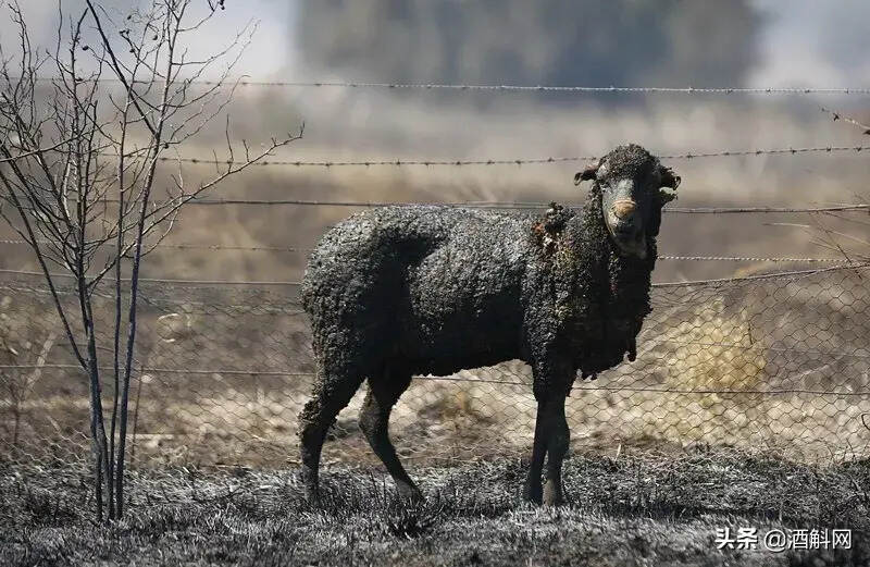 5億野生動物喪生澳洲大火，60余家酒莊受災，澳洲酒預計漲價