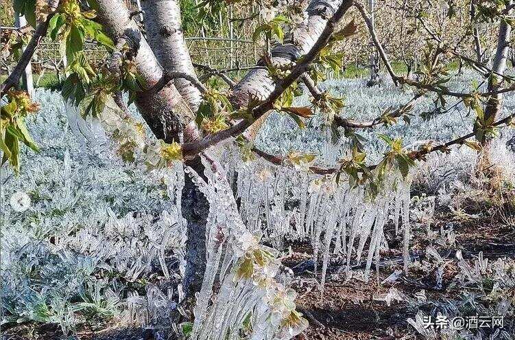 媒體緘默下的意大利霜凍之殤