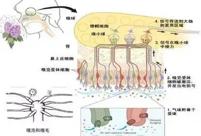 感官世界：嗅覺的認識與訓練