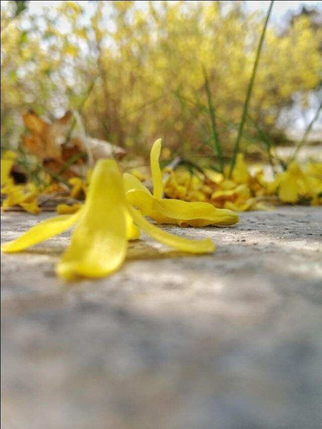 東北的春天太短了！