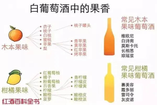 簡單實用的品酒入門指南，人人都懂品酒~收藏