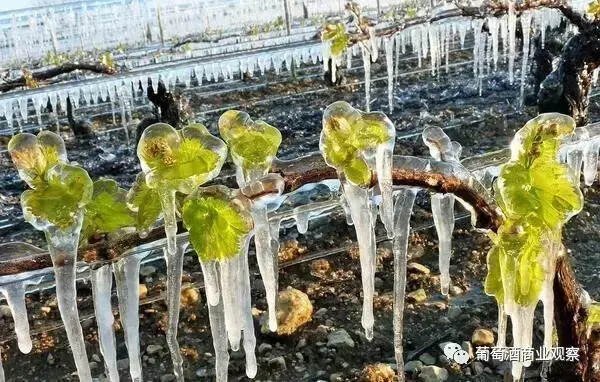 法國葡萄酒遭遇匯率漲、天災、運輸難！“新世界”的機會來了嗎？