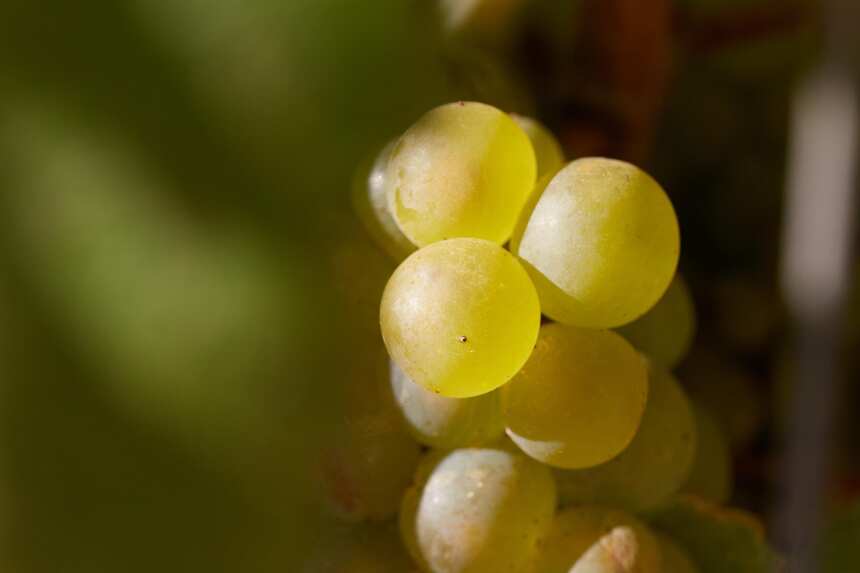 酒泥陳釀——酵母菌的最后使命