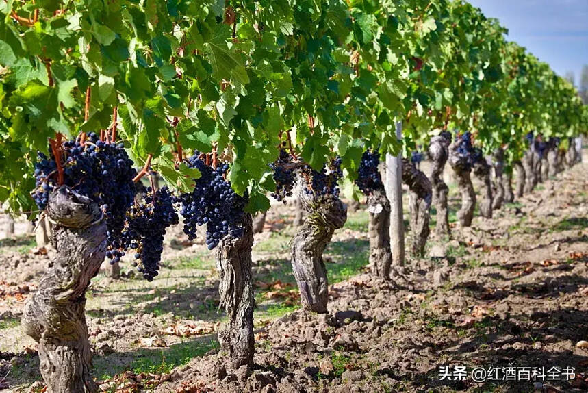 柏圖斯：史上最任性的酒王