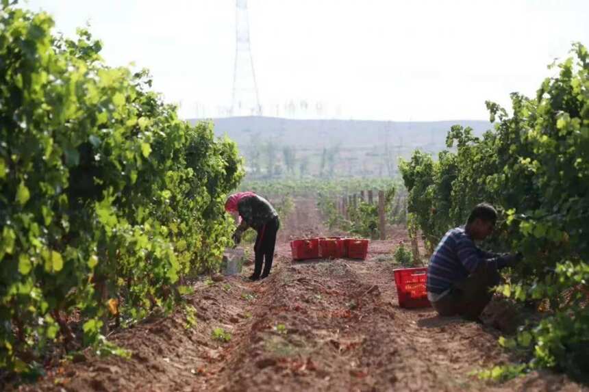 Prowine China2019展覽會上，葡萄酒的“新國潮”被重新定義