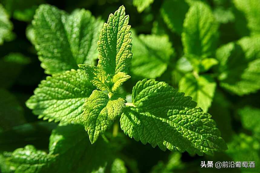 葡萄酒植物香氣的特點及品鑒方法，葡萄酒常見植物香氣分類圖鑒六