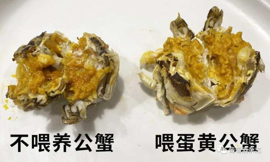 推薦大閘蟹10月份吃，理由只有1個