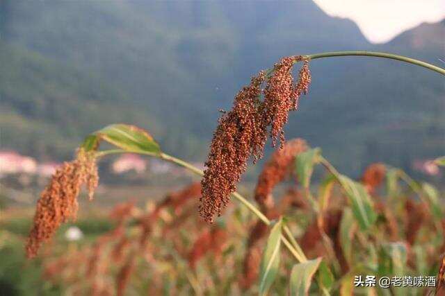 揭曉茅臺鎮釀酒工藝！其中有黑心店家秘密，醬香酒商家：不準看