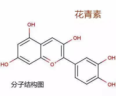 忘了肥宅快樂水吧，健康的人都喝葡萄酒