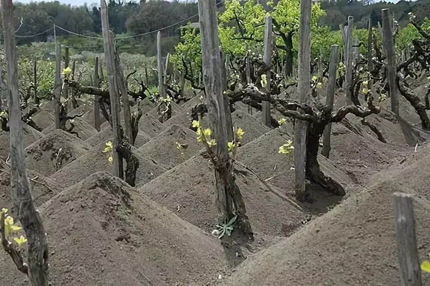 風土成就一瓶好酒，土壤對葡萄的重要性