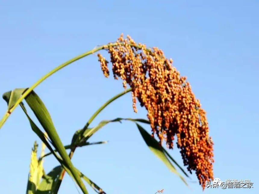 飛天茅臺，五糧液6月3日行情價....