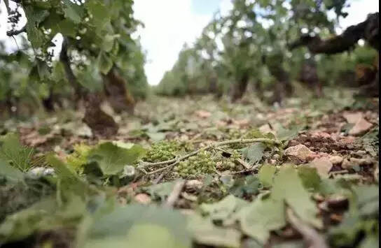 歐洲葡萄酒漲價，上游酒莊的3種變化和進口商的應對