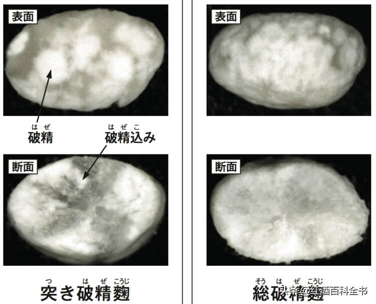 史上最全清酒名詞解釋，拒絕喝糊涂酒