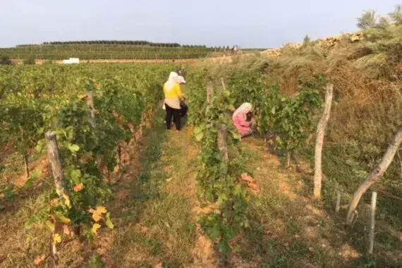 拉菲羅斯柴爾德收購中信興業在拉菲蓬萊酒莊的股份，未來獨自經營