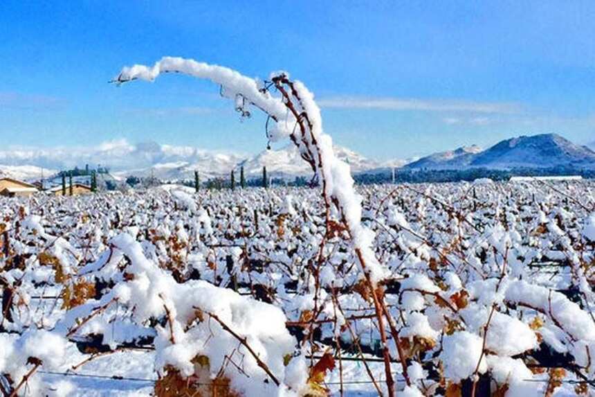 賞圖｜一下雪，葡萄園就變成了一張絕美的明信片