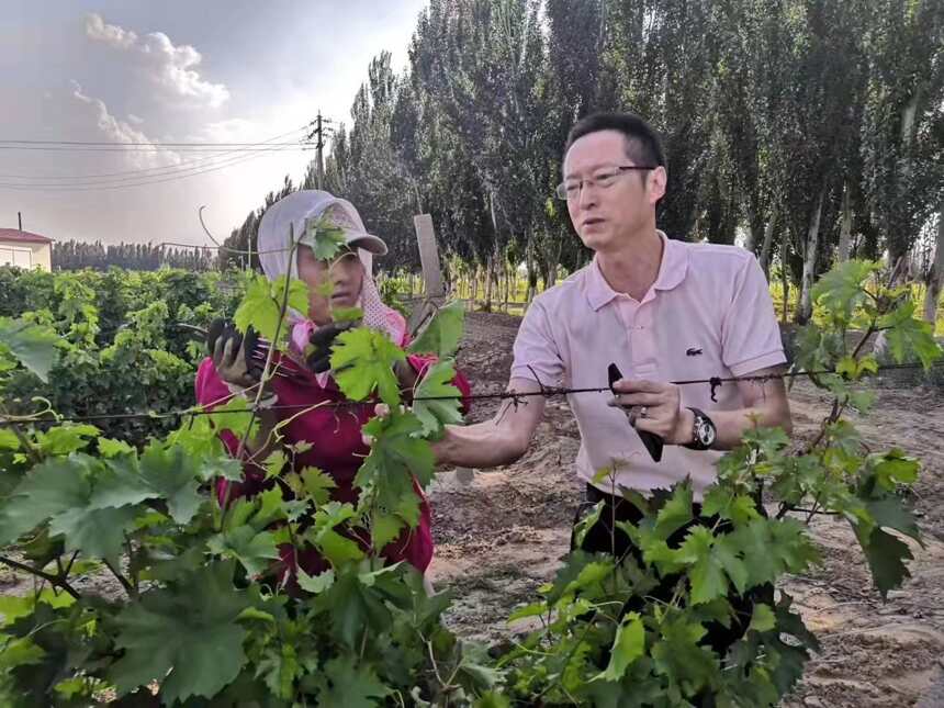 「微酒關注」陽光田宇，未來葡萄酒的樣子