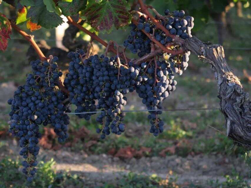 什么是葡萄酒的產區特性