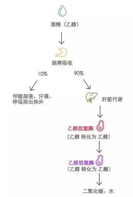 喝酒臉紅的人，到底能不能喝酒？