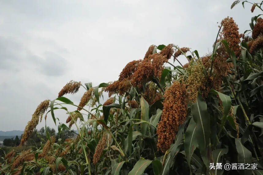 捐2.81億元！茅臺支持仁懷有機高粱種植示范基地項目，什么信號？