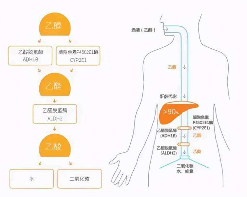 說出來你可能不信，人類祖先靠酒存活