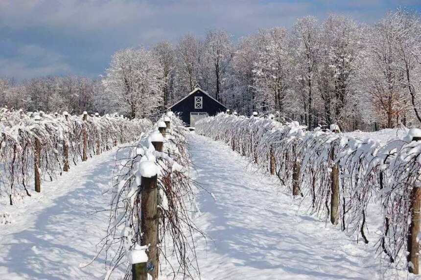 賞圖｜一下雪，葡萄園就變成了一張絕美的明信片