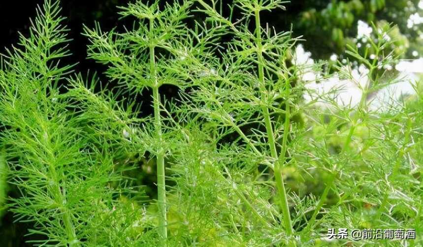 葡萄酒植物香氣的特點及品鑒方法，葡萄酒常見植物香氣分類圖鑒六