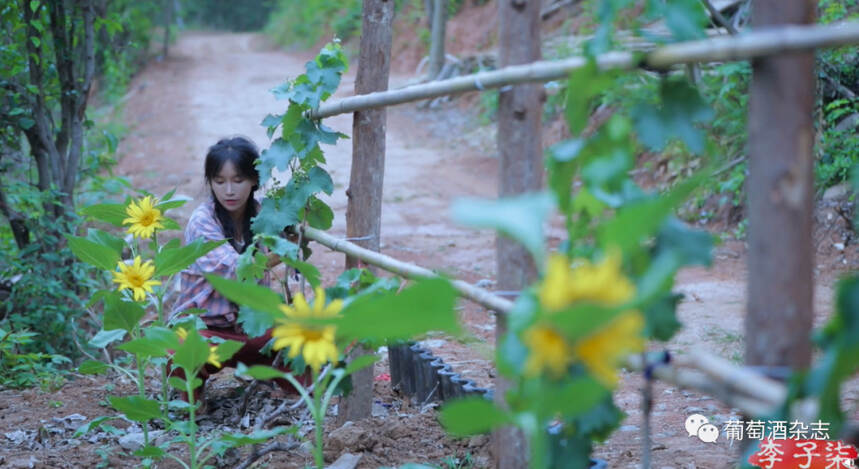 李子柒的釀酒誤區，不要再跟風了...