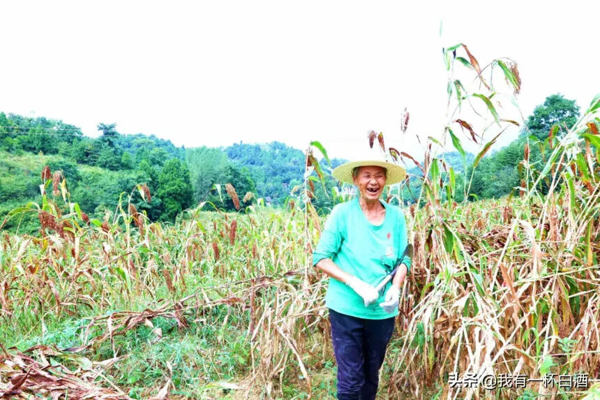 又是一年秋風至 紅高粱里話豐收