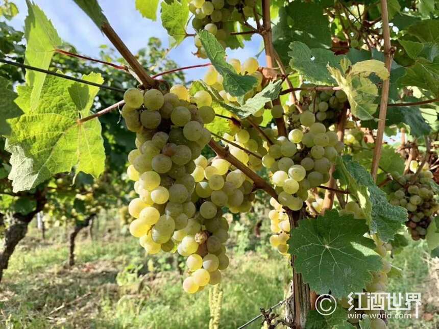 藏在雷司令葡萄酒里的汽油味