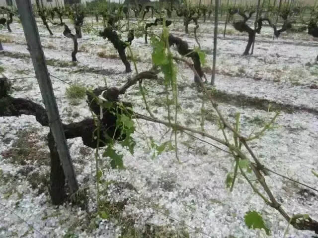 冰雹突襲波爾多，部分酒莊遭滅頂之災，今明兩年減產、漲價并行