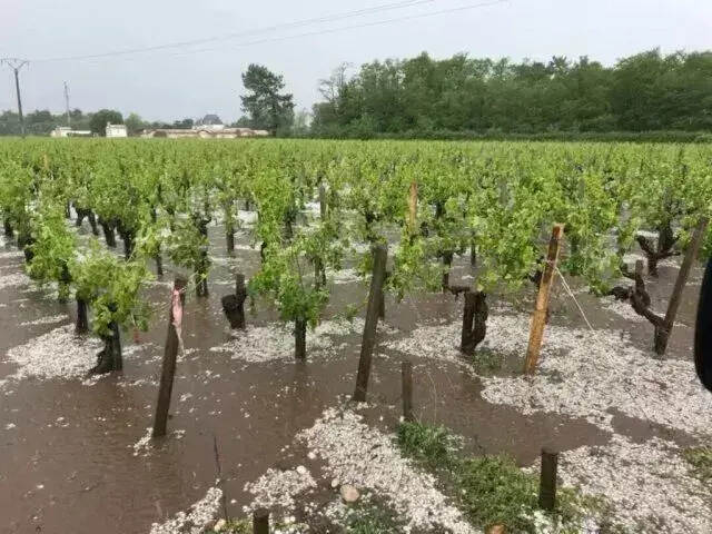 冰雹突襲波爾多，部分酒莊遭滅頂之災，今明兩年減產、漲價并行